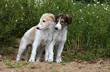 BARZOI 080